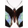 Demophon & Demodice Butterflies (Archaeoprepona demophon, Prepona laertes demodice) – Antique Engraving, Exotic Butterflies 1835
