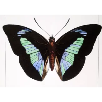 Demophon & Demodice Butterflies — 1835 Antique Hand-Colored Engraving