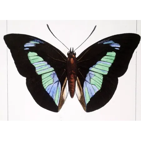 Demophon & Demodice Butterflies — 1835 Antique Hand-Colored Engraving