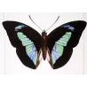 Demophon & Demodice Butterflies (Archaeoprepona demophon, Prepona laertes demodice) – Antique Engraving, Exotic Butterflies 1835