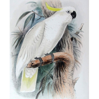 Original print of Sulphur-crested Cockatoo by Roland Green