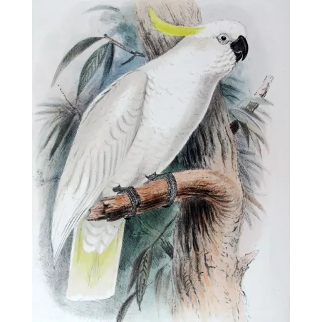 Original print of Sulphur-crested Cockatoo by Roland Green