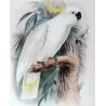 Sulphur-crested Cockatoo (*Cacatua galerita*) – Original lithograph by Green, Mathews (1910–27)