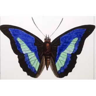 Demophon & Demodice Butterflies — 1835 Antique Hand-Colored Engraving