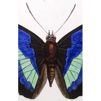 Demophon & Demodice Butterflies — 1835 Antique Hand-Colored Engraving