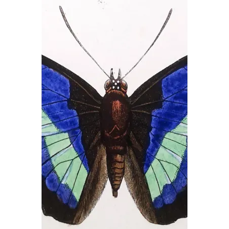 Demophon & Demodice Butterflies — 1835 Antique Hand-Colored Engraving