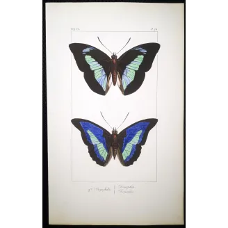 Demophon & Demodice Butterflies — 1835 Antique Hand-Colored Engraving