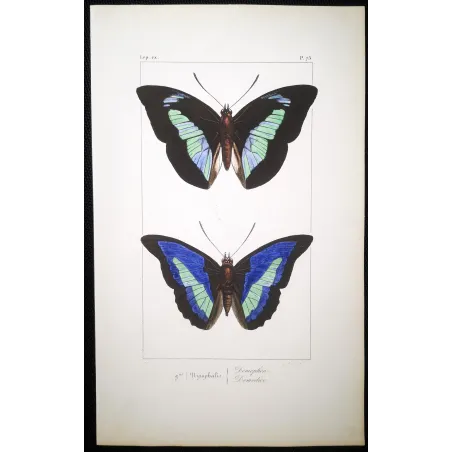 Demophon & Demodice Butterflies — 1835 Antique Hand-Colored Engraving