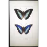 Demophon & Demodice Butterflies (Archaeoprepona demophon, Prepona laertes demodice) – Antique Engraving, Exotic Butterflies 1835
