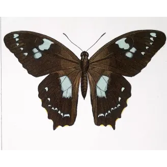 La Réunion Swallowtail – Papilio phorbanta Antique Butterfly Engraving