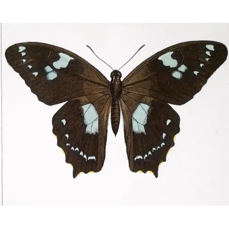 La Réunion Swallowtail – Papilio phorbanta Antique Butterfly Engraving