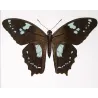 La Réunion Swallowtail Butterflies (Papilio phorbanta) – Antique Hand-Colored Engraving, Exotic Butterflies (1835)