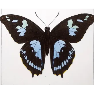 La Réunion Swallowtail – Papilio phorbanta Antique Butterfly Engraving