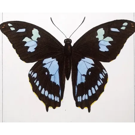 La Réunion Swallowtail – Papilio phorbanta Antique Butterfly Engraving