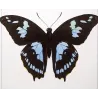 La Réunion Swallowtail Butterflies (Papilio phorbanta) – Antique Hand-Colored Engraving, Exotic Butterflies (1835)