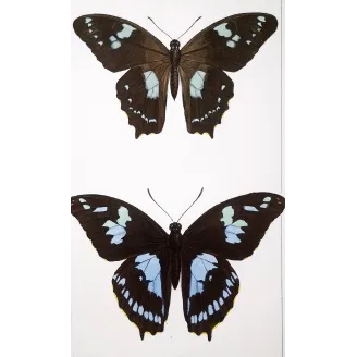 La Réunion Swallowtail – Papilio phorbanta Antique Butterfly Engraving
