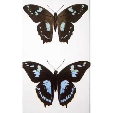 La Réunion Swallowtail – Papilio phorbanta Antique Butterfly Engraving