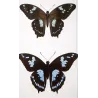 La Réunion Swallowtail Butterflies (Papilio phorbanta) – Antique Hand-Colored Engraving, Exotic Butterflies (1835)