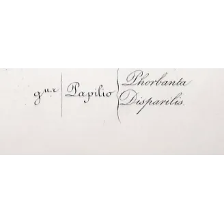 La Réunion Swallowtail – Papilio phorbanta Antique Butterfly Engraving
