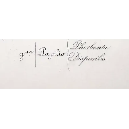La Réunion Swallowtail – Papilio phorbanta Antique Butterfly Engraving