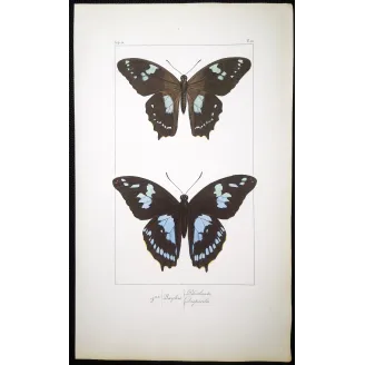 La Réunion Swallowtail – Papilio phorbanta Antique Butterfly Engraving