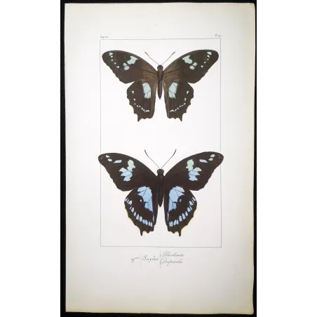 La Réunion Swallowtail – Papilio phorbanta Antique Butterfly Engraving
