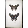 La Réunion Swallowtail Butterflies (Papilio phorbanta) – Antique Hand-Colored Engraving, Exotic Butterflies (1835)