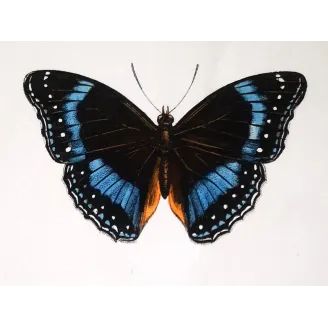 Blue Diadem & Blue-banded Eggfly – Antique Butterfly Engraving (1835)