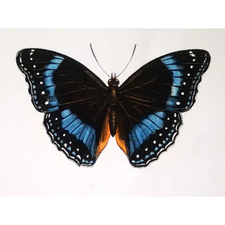 Blue Diadem & Blue-banded Eggfly – Antique Butterfly Engraving (1835)