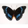 Blue-banded Eggfly & Blue Diadem Exotic Butterflies (Hypolimnas alimena, Hypolimnas salmacis) – Antique Hand-Color Engraving