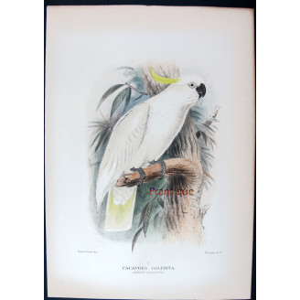 Original print of Sulphur-crested Cockatoo by Roland Green