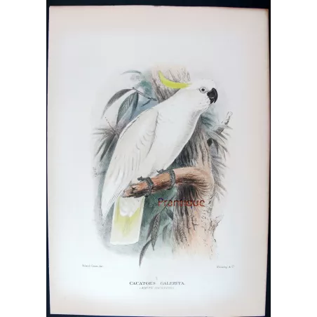 Original print of Sulphur-crested Cockatoo by Roland Green