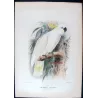Sulphur-crested Cockatoo (*Cacatua galerita*) – Original lithograph by Green, Mathews (1910–27)