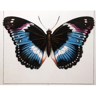 Blue Diadem & Blue-banded Eggfly – Antique Butterfly Engraving (1835)