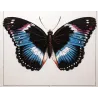 Blue-banded Eggfly & Blue Diadem Exotic Butterflies (Hypolimnas alimena, Hypolimnas salmacis) – Antique Hand-Color Engraving