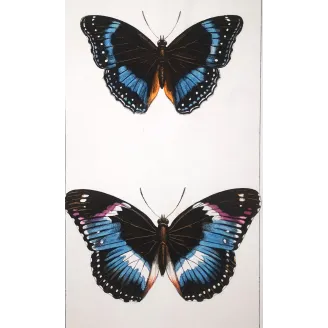 Blue Diadem & Blue-banded Eggfly – Antique Butterfly Engraving (1835)