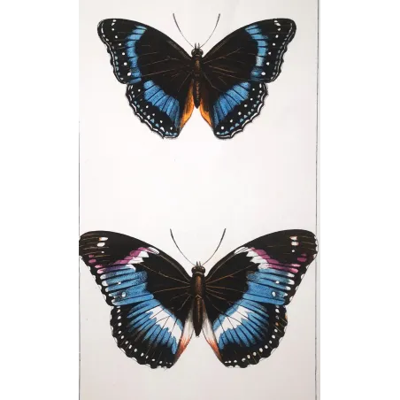 Blue Diadem & Blue-banded Eggfly – Antique Butterfly Engraving (1835)