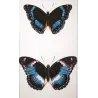Blue-banded Eggfly & Blue Diadem Exotic Butterflies (Hypolimnas alimena, Hypolimnas salmacis) – Antique Hand-Color Engraving