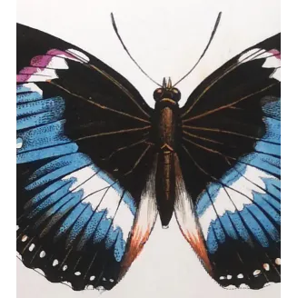 Blue Diadem & Blue-banded Eggfly – Antique Butterfly Engraving (1835)