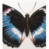 Blue-banded Eggfly & Blue Diadem Exotic Butterflies (Hypolimnas alimena, Hypolimnas salmacis) – Antique Hand-Color Engraving