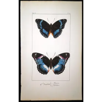 Blue Diadem & Blue-banded Eggfly – Antique Butterfly Engraving (1835)