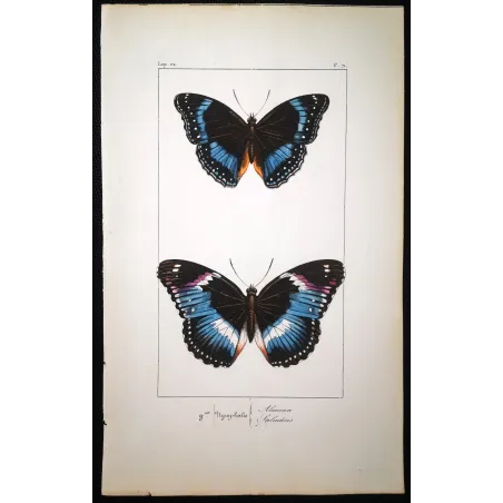 Blue Diadem & Blue-banded Eggfly – Antique Butterfly Engraving (1835)