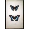 Blue-banded Eggfly & Blue Diadem Exotic Butterflies (Hypolimnas alimena, Hypolimnas salmacis) – Antique Hand-Color Engraving
