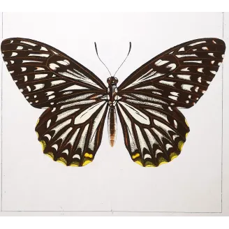 Clipper Butterfly – Parthenos sylvia Antique Engraving (1835)