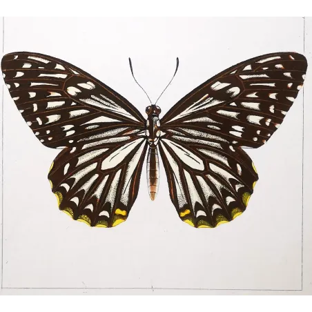 Clipper Butterfly – Parthenos sylvia Antique Engraving (1835)