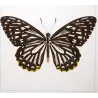 Clipper Butterflies (Parthenos sylvia) – Antique Hand-Colored Engraving, Exotic Butterflies (1835)