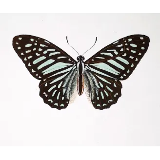 Clipper Butterfly – Parthenos sylvia Antique Engraving (1835)