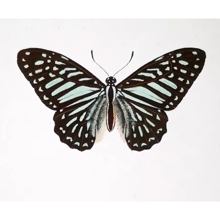 Clipper Butterfly – Parthenos sylvia Antique Engraving (1835)