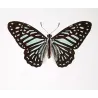 Clipper Butterflies (Parthenos sylvia) – Antique Hand-Colored Engraving, Exotic Butterflies (1835)