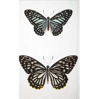 Clipper Butterfly – Parthenos sylvia Antique Engraving (1835)